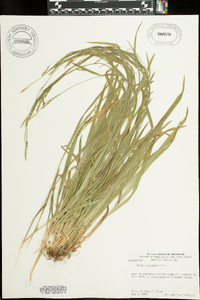 Carex laxiculmis image