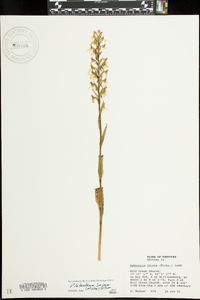 Platanthera lacera image