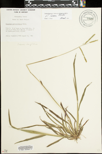 Paspalum laeve image