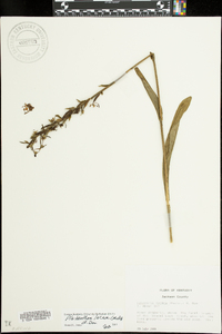 Platanthera lacera image