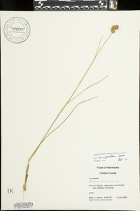 Juncus scirpoides image