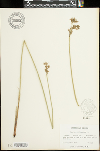 Cyperus articulatus image