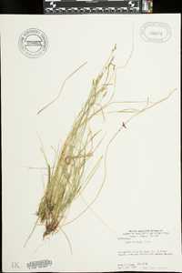 Carex emmonsii image