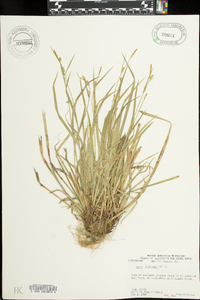 Carex gracilescens image