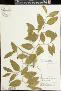 Smilax laurifolia image