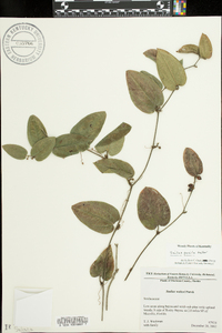 Smilax pumila image