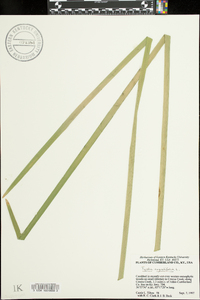 Typha angustifolia image