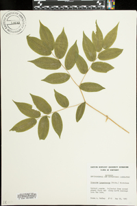 Disporum lanuginosum image