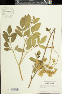 Angelica venenosa image