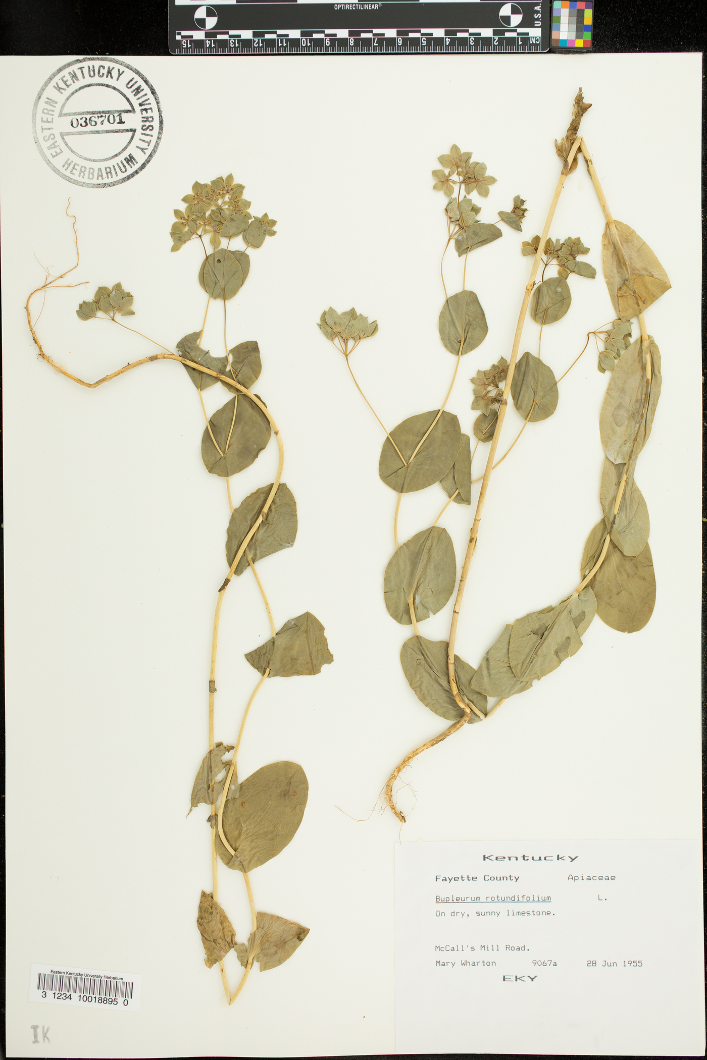 Bupleurum rotundifolium image