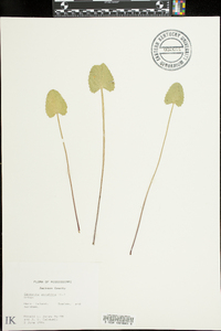 Centella asiatica image