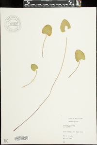 Centella asiatica image