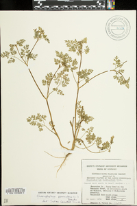 Chaerophyllum procumbens image