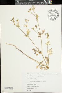 Chaerophyllum procumbens image