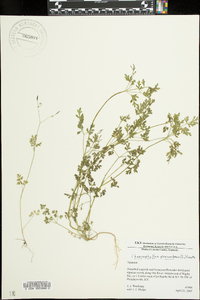 Chaerophyllum procumbens image