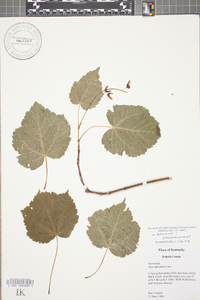 Acer spicatum image