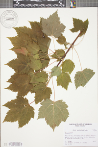 Acer spicatum image