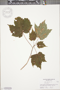 Acer spicatum image