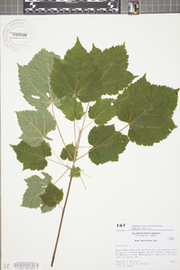 Acer spicatum image