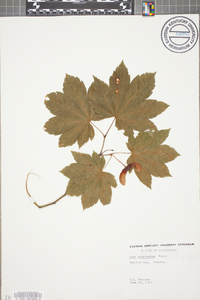 Acer circinatum image