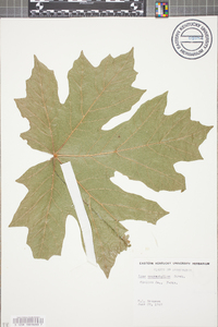 Acer macrophyllum image