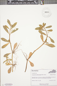 Alternanthera philoxeroides image