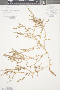 Amaranthus albus image