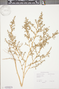 Amaranthus albus image