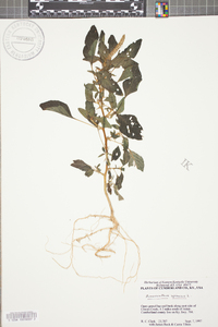 Amaranthus spinosus image