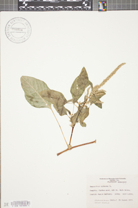 Amaranthus spinosus image