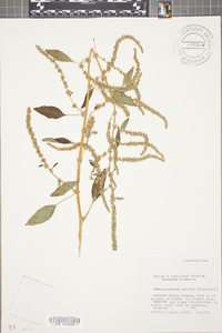 Amaranthus torreyi image