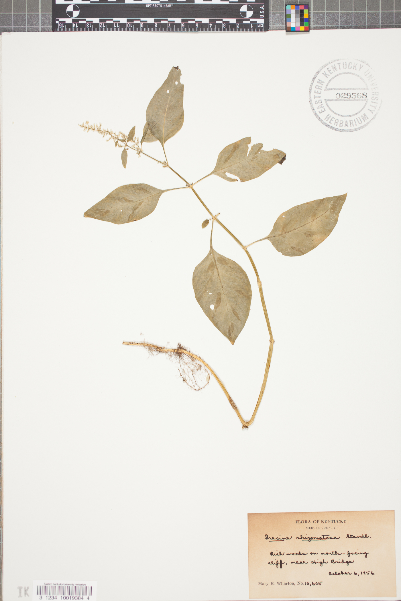 Iresine rhizomatosa image