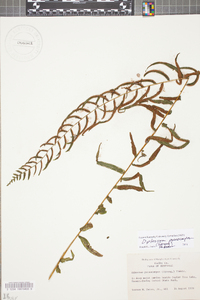 Athyrium pycnocarpon image