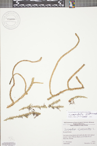 Lycopodiella alopecuroides image