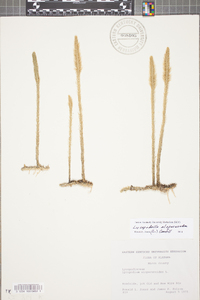 Lycopodiella alopecuroides image