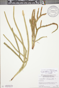 Lycopodiella alopecuroides image