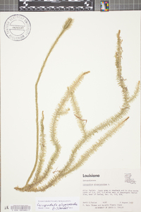 Lycopodiella alopecuroides image