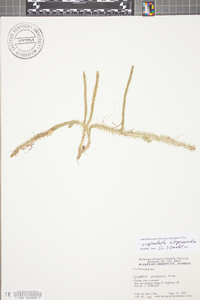 Lycopodiella alopecuroides image