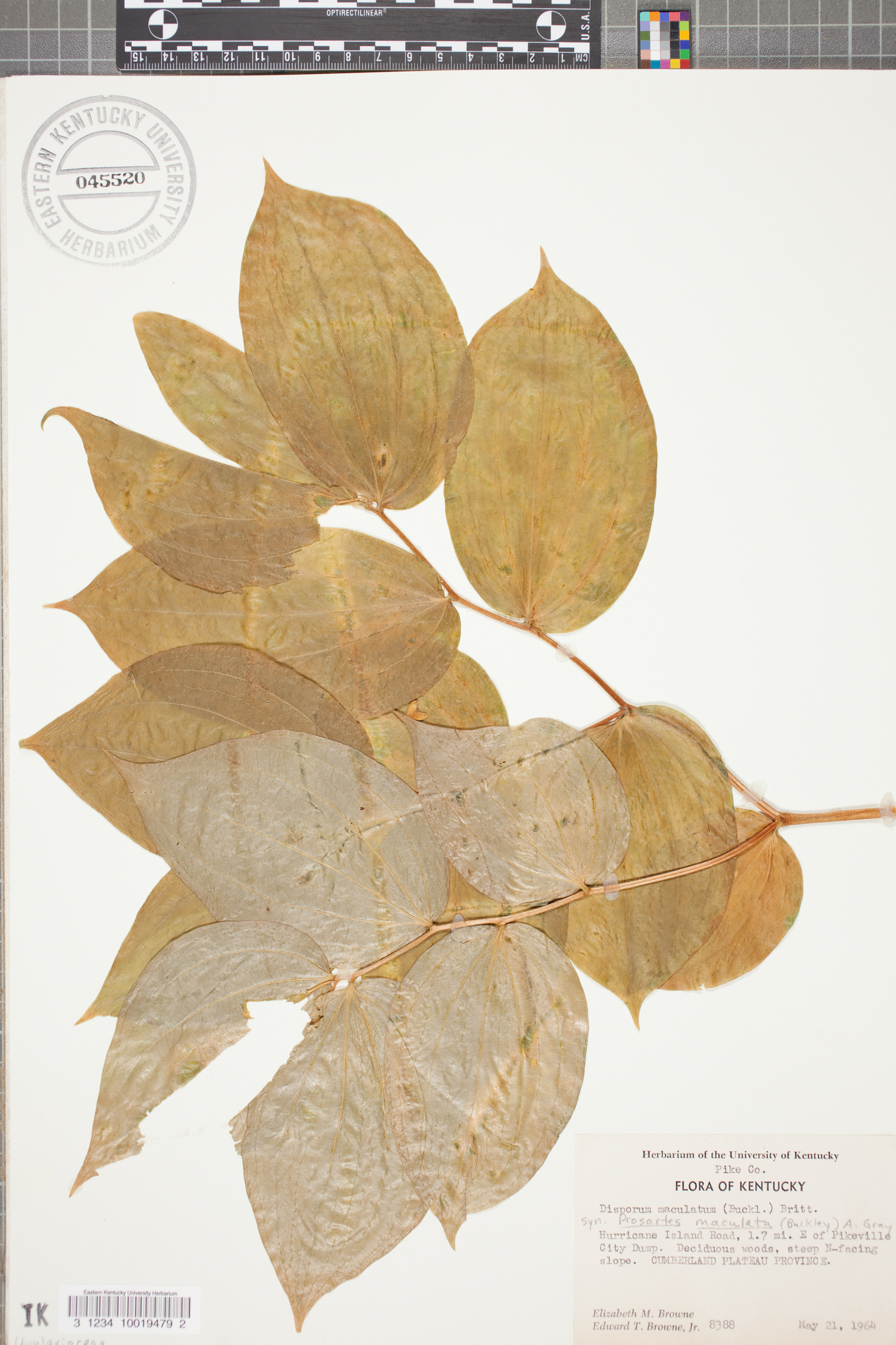 Disporum maculatum image