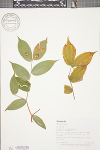 Disporum lanuginosum image