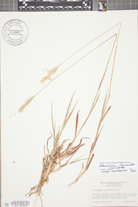 Bothriochloa laguroides image