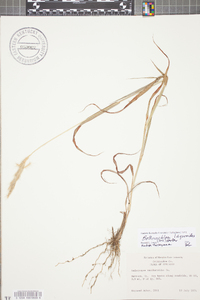 Bothriochloa laguroides image