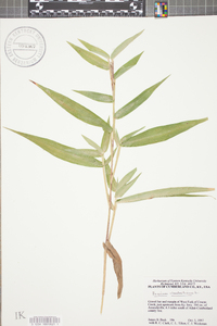 Panicum clandestinum image