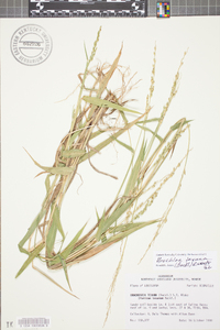 Urochloa texana image