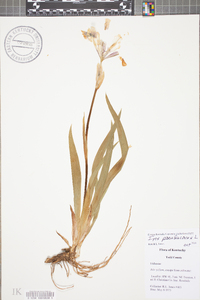 Iris pseudacorus image