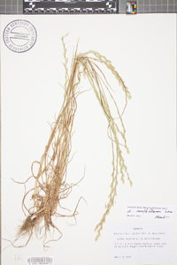 Lolium perenne subsp. multiflorum image