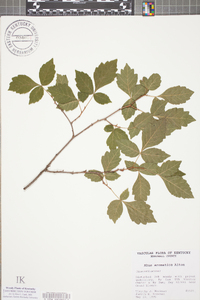 Rhamnus arguta image