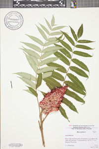 Rhus typhina image