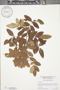 Schinus terebinthifolius image