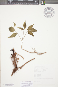 Toxicodendron pubescens image